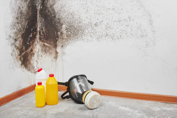 Best Home Mold Removal  in Goleta, CA