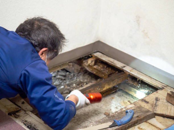 Best Certified Mold Removal  in Goleta, CA