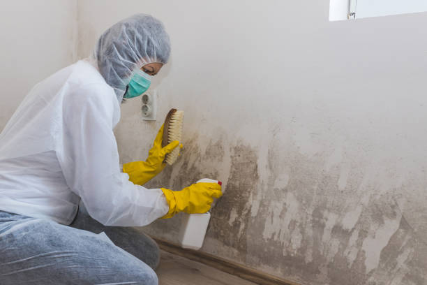 Best Toxic Mold Removal  in Goleta, CA