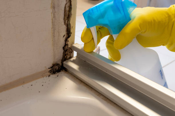 Best Commercial Mold Removal  in Goleta, CA