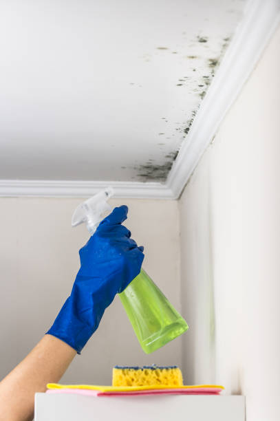 Best Mold Damage Repair  in Goleta, CA