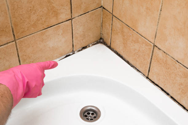 Best Office Mold Removal Services  in Goleta, CA