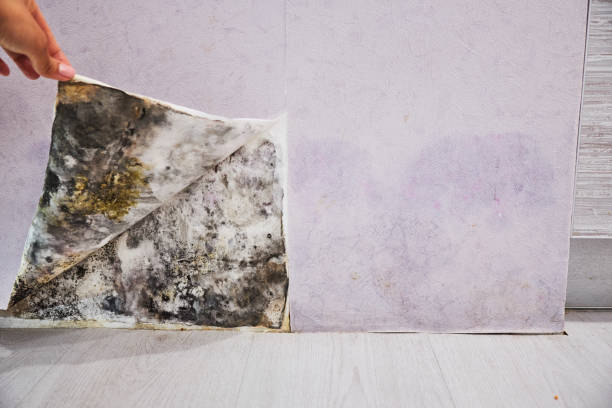 Best Mold Testing  in Goleta, CA